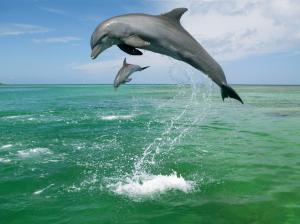 Dolphin Dolphins Ocean Jump HD wallpaper thumb