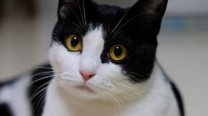 Yellow eyes cat, black white wallpaper thumb