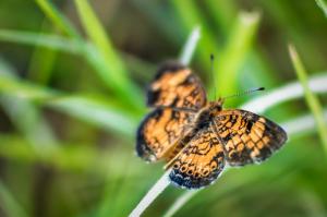 Butterfly, Macro, Green, Nature, Insect, Grass wallpaper thumb