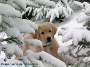 dog in snow animal fir golden Pet puppy retriever Tree winter HD wallpaper thumb