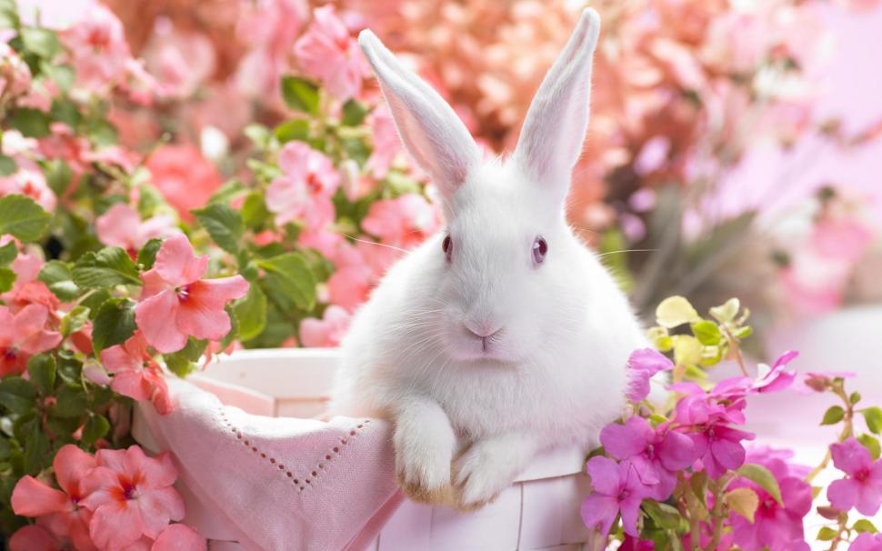 White rabbit and flowers wallpaper,White HD wallpaper,Rabbit HD wallpaper,Pink HD wallpaper,1920x1200 wallpaper