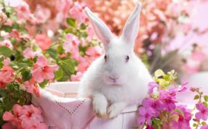 White rabbit and flowers wallpaper thumb