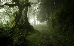 Landscape, Nature, Mist, Path, Moss, Trees, Forest, Green wallpaper thumb