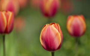 Tulips Macro Shot HD wallpaper thumb