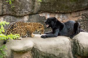 Jaguars in zoo wallpaper thumb