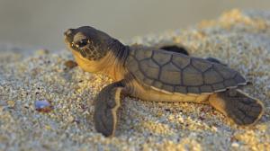 Baby Turtle, Cute, Stones, Close Up wallpaper thumb