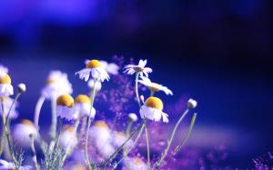 Daisy flowers blue background wallpaper thumb