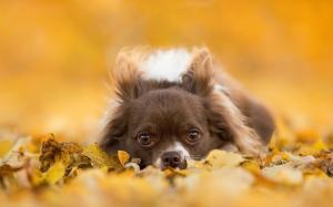 Chihuahua dog, gray puppy, eyes, leaves, autumn wallpaper thumb