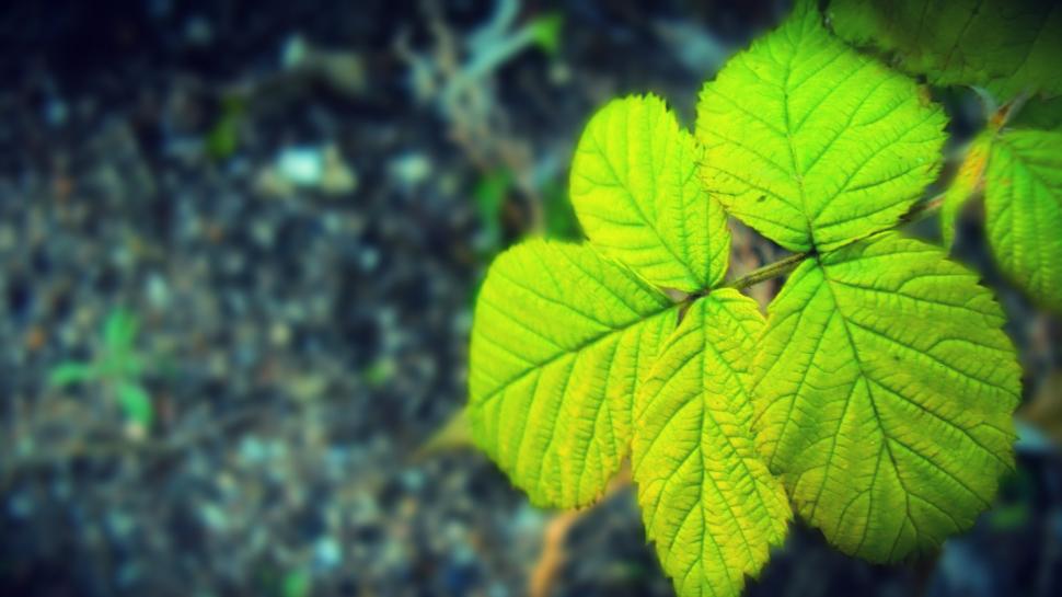 Leaves are green wallpaper,Leaves HD wallpaper,Green HD wallpaper,1920x1080 wallpaper