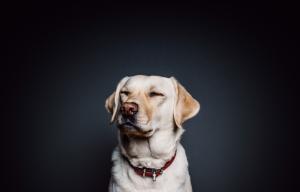 animal, dog, pet, labrador, nose, simple, retriever, collar wallpaper thumb