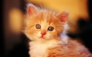 Cute little orange cat wallpaper thumb