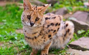 Wild cat, serval wallpaper thumb