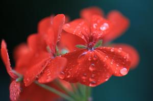 geranium, red, drops, macro wallpaper thumb