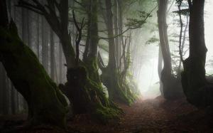 Forest, Path, Mist, Moss, Peaceful, Nature wallpaper thumb