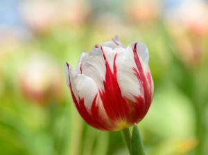 Tulip macro, red white petals wallpaper thumb