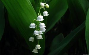 Lily of the valley wallpaper thumb