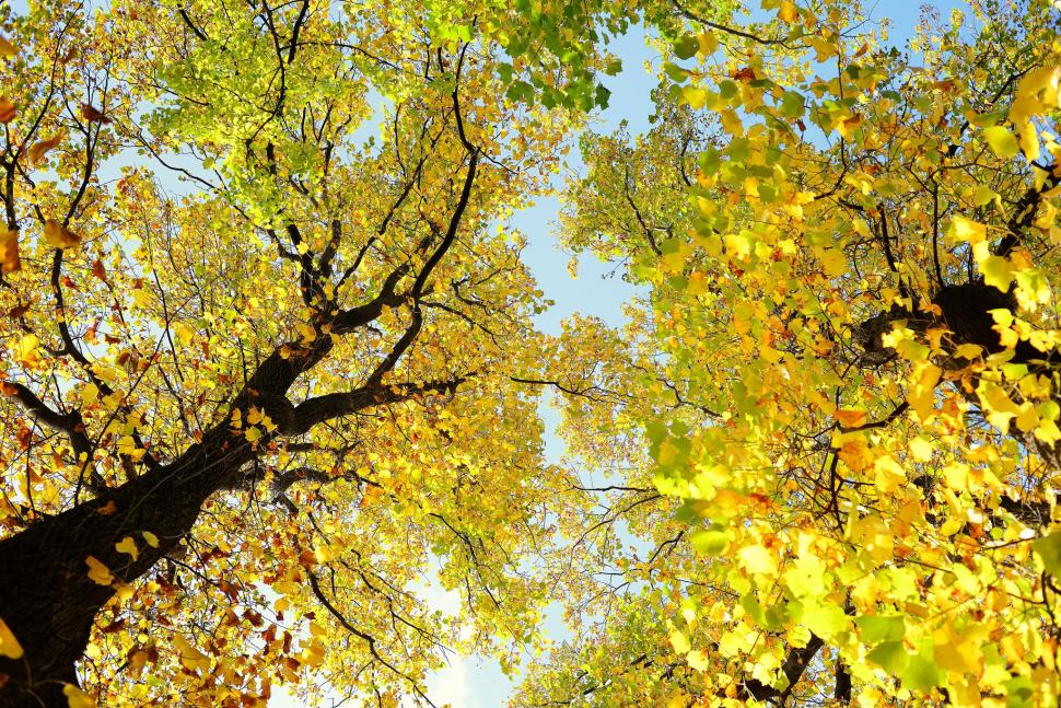 Autumn trees trunk wallpaper,branches HD wallpaper,sky HD wallpaper,trees HD wallpaper,leaves HD wallpaper,trunk HD wallpaper,crown HD wallpaper,autumn HD wallpaper,2048x1367 wallpaper