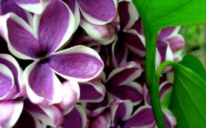 Lilacs_syringa wallpaper thumb
