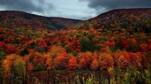 Fall, Mountain, Forest, Landscape, Nature wallpaper thumb