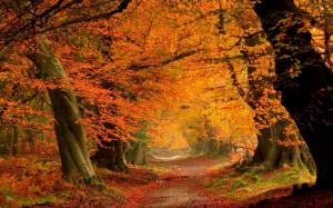 Forest in autumn wallpaper thumb