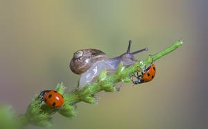 Snail and Ladybugs wallpaper thumb