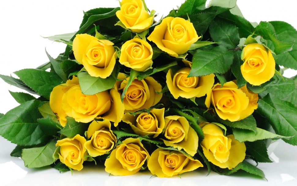 Yellow Roses Bucket wallpaper,yellow roses HD wallpaper,background HD wallpaper,floral HD wallpaper,2880x1800 wallpaper