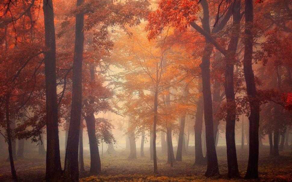 Mist, Trees, Fall, Leaves, Red, Park, Morning, Sunrise wallpaper,mist HD wallpaper,trees HD wallpaper,fall HD wallpaper,leaves HD wallpaper,red HD wallpaper,park HD wallpaper,morning HD wallpaper,sunrise HD wallpaper,1920x1200 wallpaper