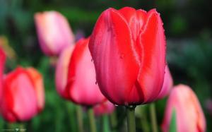 Water drops on red tulips wallpaper thumb