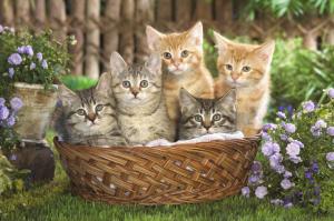 Basket Full Of Tabby Kittens wallpaper thumb