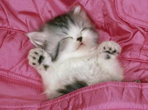 sleeping tabby animal cat kitten kitty Pet Pink pocket Sweet HD wallpaper thumb