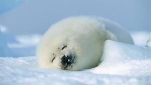 Seal Sleep Snow HD wallpaper thumb