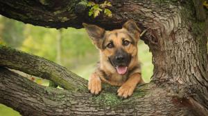 German shepherd, dog, wood, tree wallpaper thumb