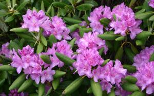 Rhododendron flowers, pink, leaves wallpaper thumb