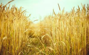 Wheat field, summer, macro photography wallpaper thumb