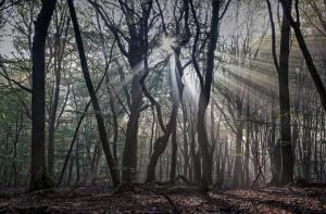 Spring, forest, sun rays wallpaper thumb