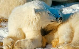 Polar Bears In Love wallpaper thumb