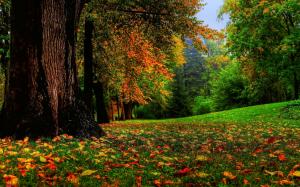 Nature, Fall, Landscape, Trees, Leaves wallpaper thumb