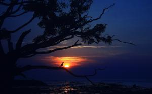 Sunset, sea, tree, bird, dusk, evening wallpaper thumb