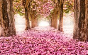Pink indus flowers, path, trees, beautiful scenery wallpaper thumb