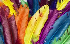 Feathers in Colors HD wallpaper thumb