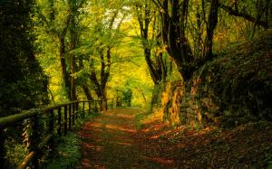 Great Autumn Forest View wallpaper thumb
