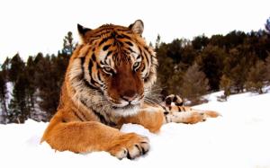 Tiger in the snow wallpaper thumb