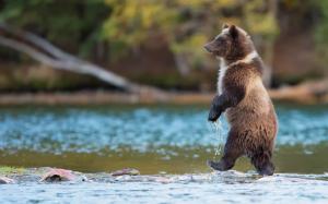Grizzly bear, predator, Canada, river, water wallpaper thumb