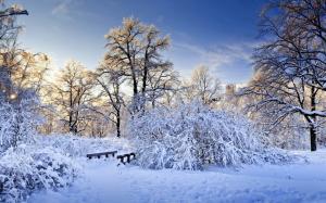 Winter forest trees wallpaper thumb