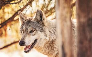 Predator, wolf in the forest, animals close-up wallpaper thumb