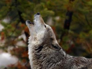Wolf, Animals, Howl wallpaper thumb