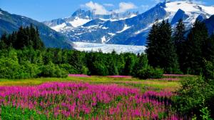 Alaska, mountains, glaciers, cliffs, flowers, nature, landscape wallpaper thumb