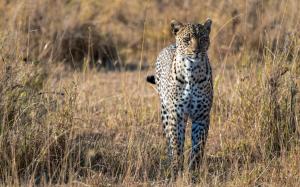 Predator, leopard, african savanna, big cat wallpaper thumb