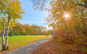 Autumn park, path, trees, sun rays wallpaper thumb