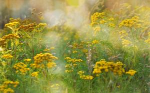 Summer fields, grass, yellow flowers, glare wallpaper thumb
